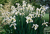 Iris spuria 'Shelford Giant' (Bartlose iris)