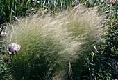 Stipa tenuifolia (Federgras, Reiherfedergras, Haargras)