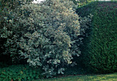 Cornus alba 'Elegantissima' (White Dogwood)