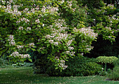 Catalpa bignoides (trumpet tree)