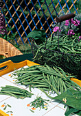 Frisch gepflückte Bohnen (Phaseolus) draußen auf dem Gartentisch putzen