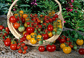 Basket with yellow and red cocktail tomatoes (Lycopersicon)