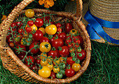 Basket of yellow and red cocktail tomatoes (Lycopersicon)