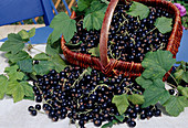 Schwarze Johannisbeeren (Ribes nigrum)