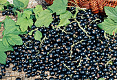 Blackcurrants (Ribes nigrum)