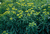 Euphorbia palustris (Marsh spurge)
