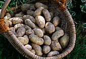 Potato 'Charlotte' (Solanum tuberosum), firm cooking early potato with strong flavour in a basket at the border