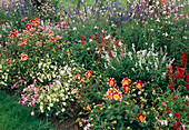 Buntes Sommerblumenbeet: Salvia farinacea (Mehlsalbei), Nicotiana (Ziertabak), Dahlia (einfache Dahlien), Gaura (Prachtkerze) und Feuersalbei