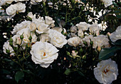 Rosa 'Carte blanche' (bedding rose), repeat flowering with delicate fragrance