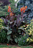 Canna indica (Indian flower cane)