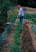 Erde im Gemüsegarten auflockern : Frau Hackt zwischen Porree (Allium porum), Möhren, Karotten (Daucus carota), Salat