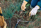 Weeding and loosening soil, garden claw, weeder, chives (Allium schoenoprasum)