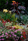 Sommerbeet : Pelargonium (Geranien), Salvia (Feuersalbei), Canna (Indisches Blumenrohr), Ricinus (Wunderbaum, Palma Christi)