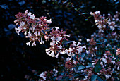 Abelia grandiflora (large-flowered abelia), good for vineyard climates