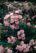 Rosa 'Bonica' (Floribundarose), robust und oefterbluehend