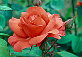 Rosa 'Satellite' bedding rose, repeat flowering with light fragrance