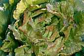 Salat-Batavia 'Red Rossia' (Lactuca) im Beet
