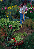 Loosen soil in vegetable garden between chard (Beta vulgaris) and lettuce (Lactuca), Anthemis (safflower), Cosmos (ornamental basket)