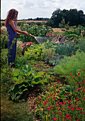 Frau gießt Gemüse im Bauerngarten