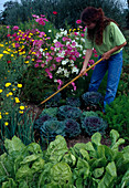 Loosening soil between summer flowers and vegetables