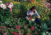 Woman harvesting vegetables, bed between Godetia (summer azalea), Anthemis (camomile), Cosmos (ornamental basket) and Dahlia (dahlias)