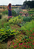 Woman watering in the farm garden, beds with vegetables, herbs and summer flowers, wooden wheelbarrow