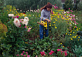 Woman cutting flowers for bouquets, dahlia (dahlias), anthemis (dyer's chamomile), cosmos (jewelweed), beetroot (beta vulgaris), onions (allium cepa)
