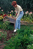 Digging soil with digging fork, wheelbarrow with garden tools, summer flowers, vegetable bed with carrots, carrots (Daucus carota)