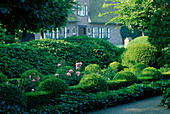 Formal garden with Buxus sempervirens (boxwood) trimmed as hedge and spheres, Hedera helix (ivy), Rosa 'Queen Elisabeth' (roses)