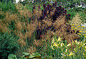 Stipa gigantea (Riesen-Federgras), Hemerocallis (Taglilien) und Cotinus coggygria 'Royal Purple' (Perückenstrauch)
