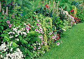 Sommerblumenbeet - Verbena (Eisenkraut), Petunia (Petunien), Amaranthus 'Ponytails' (Fuchsschwanz), Brassica 'Nero di Toscana' (Palmkohl), Agastache foeniculum (Duftnessel), Ricinus (Wunderbaum) und Dahlia (Dahlien).