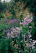 Flowerbed: Astrantia (Starthistle), Veronica (Speedwell), Campanula lactiflora (Bellflowers), Stipa gigantea, Erigeron (Fine Ray)