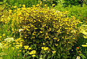 Lysimachia ciliata 'Firecracker' (bronze field plant)