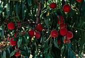 Pfirsich 'Dixired' (Prunus persica)