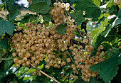 White currant 'Versaillaise Blanche', 'White Versailler' (white currant)