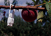 Pfirsichbaum (Prunus persica) mit Pheromonfalle
