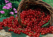 Basket with red currants (Ribes rubrum)