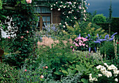 Rosa 'Madame Alfred Carriere' (Climbing Rose) - at the house, Aruncus (Honeysuckle), Astilbe (Magnificent Piere), Rodgersia aesculifolia (Chestnut-leaved Leaf), Delphinium (Delphinium) and bedding roses.
