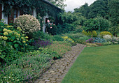 Salix integra 'Hakuro Nishiki', Hydrangea