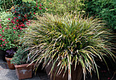 Carex morrowii 'Variegata'(Japanese sedge) in a terracotta pot