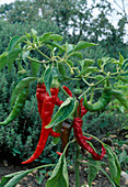 Turkish spiral pepper 'Sumher' (Capsicum annuum)
