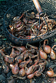 Frisch geerntete Zwiebeln (Allium cepa) im Korb