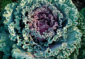 Brassica oleracea (ornamental cabbage)