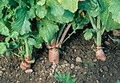 Radish in bed