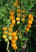 Gelbe Cherry Tomaten 'Garden Peach' (Lycopersicon)