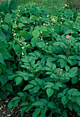 Mischkultur Bohnen (Phaseolus) und Kartoffeln (Solanum tuberosum)
