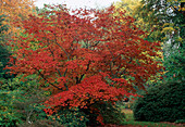 Acer japonicum 'Aconitifolium' (Japanese fire maple) with bright red autumn foliage, Pieris (pasque flower)