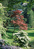 Acer palmatum (Japanischer Fächerahorn)