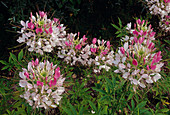 Cleome spinosa (spider plant)