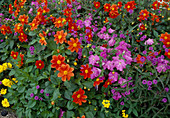 Summer flowerbed: Dahlia (dahlias), Petunia (petunias), Verbena (verbena)